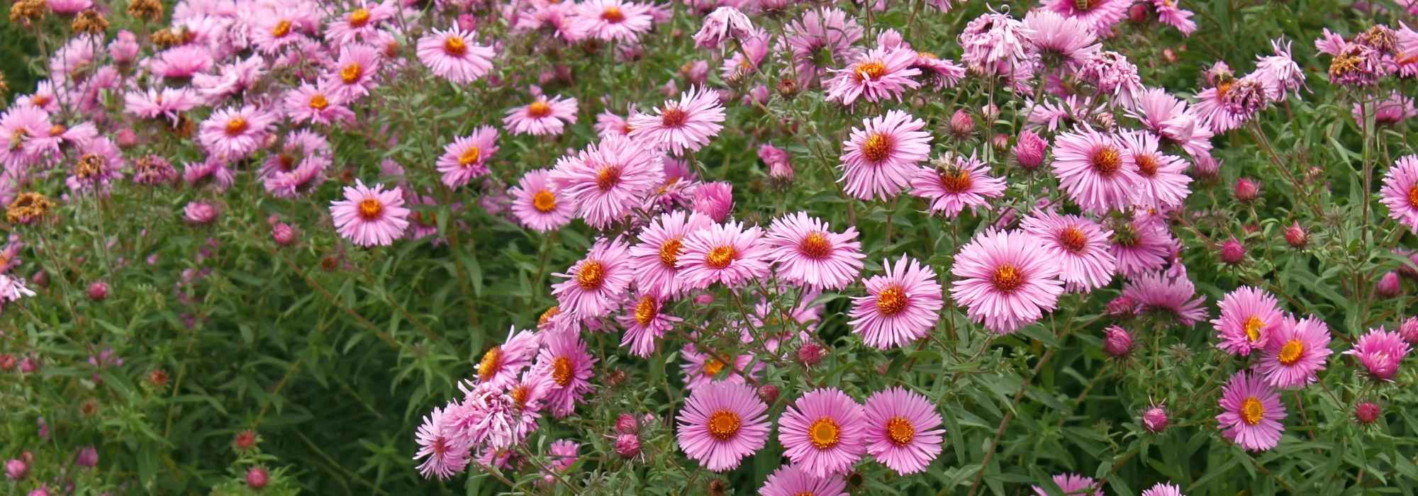 Que plantas escolher para ter flores no jardim no outono?