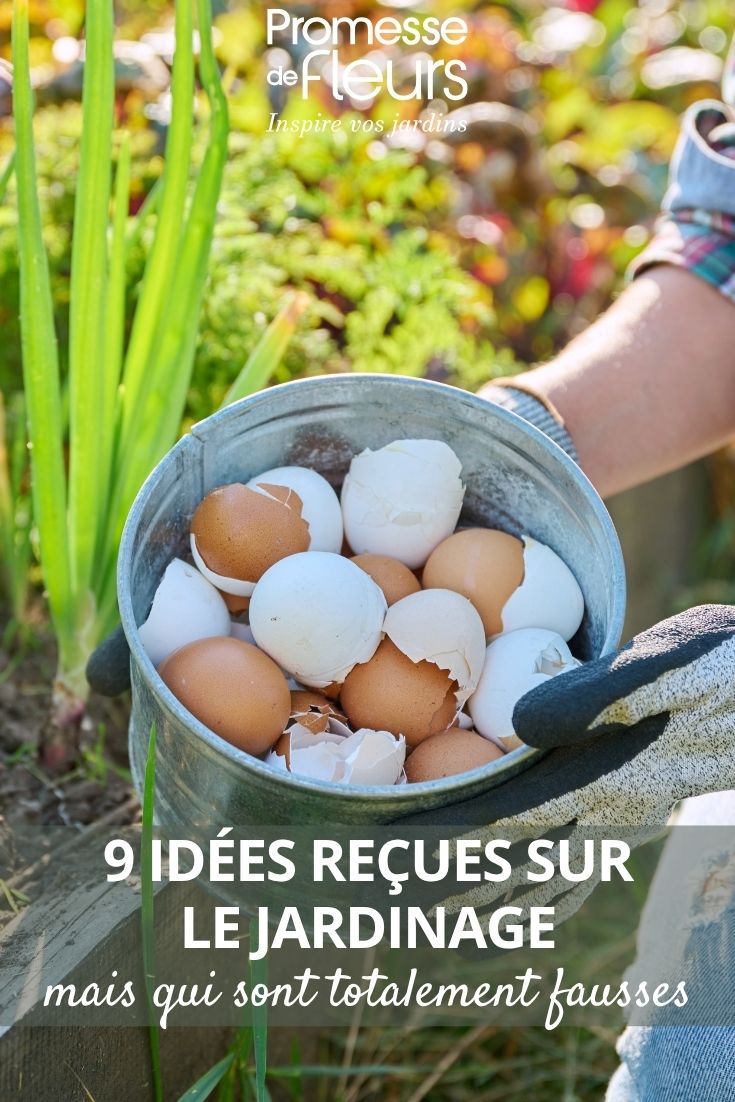 cascas de ovos no jardim