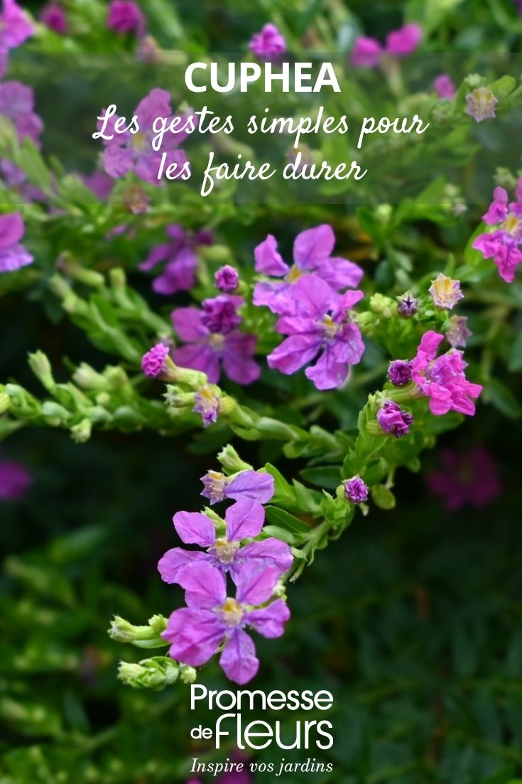 flor-cigarro