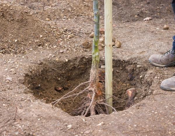 Como preparar uma cova de plantação para evitar o efeito de «vaso»?