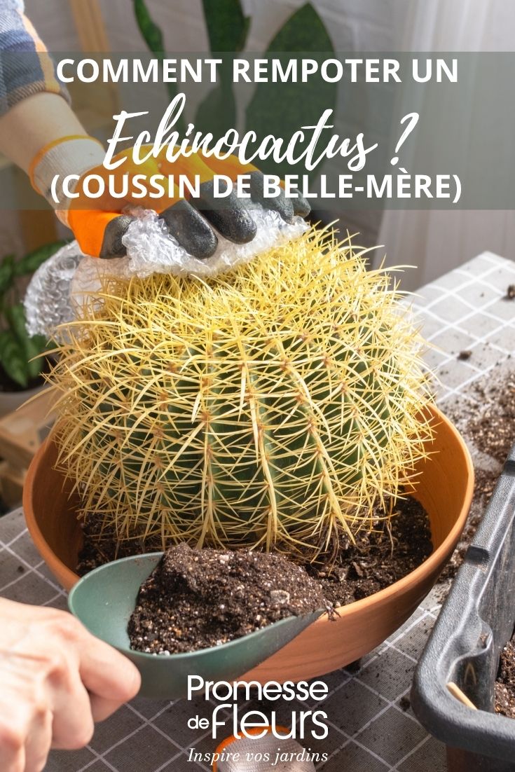 Transplante de uma cadeira-da-sogra