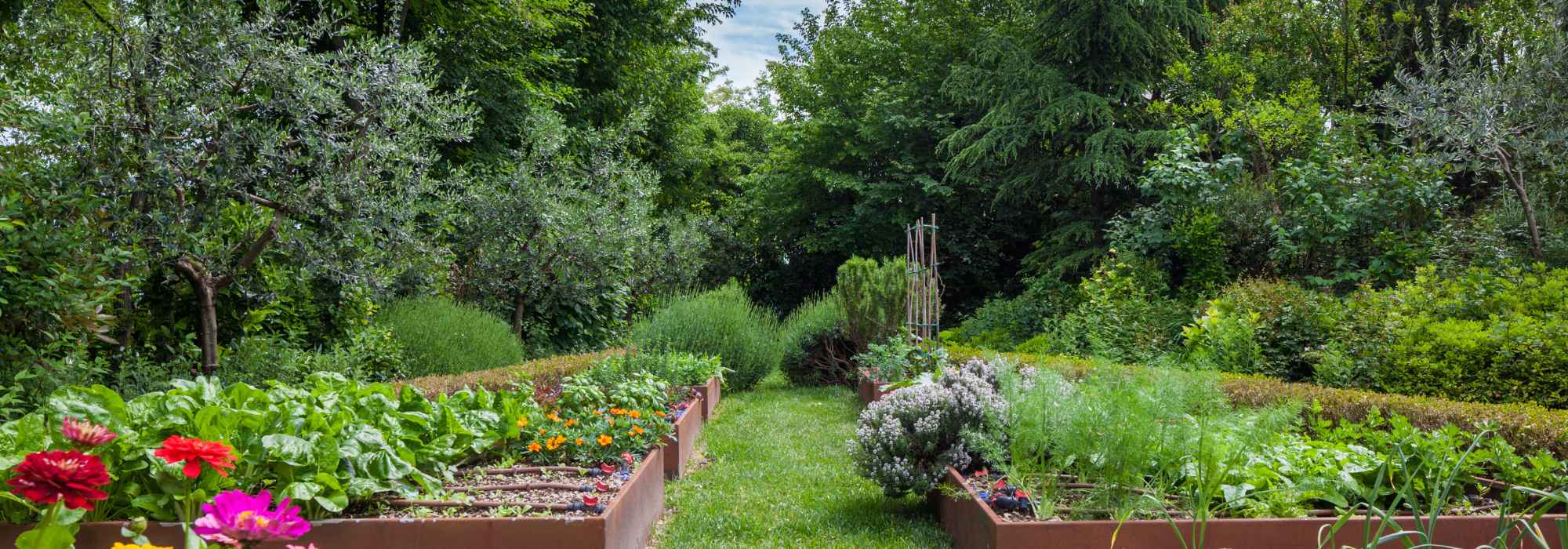 9 conselhos de jardinagem repetidos por todos os jardineiros, mas que afinal são falsos!