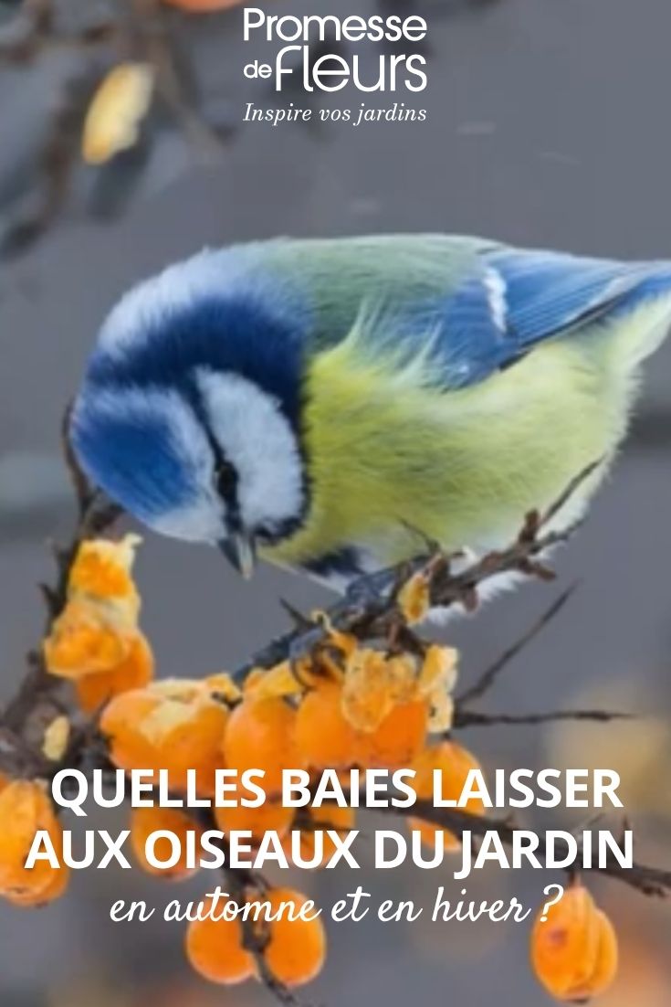 bagas para aves