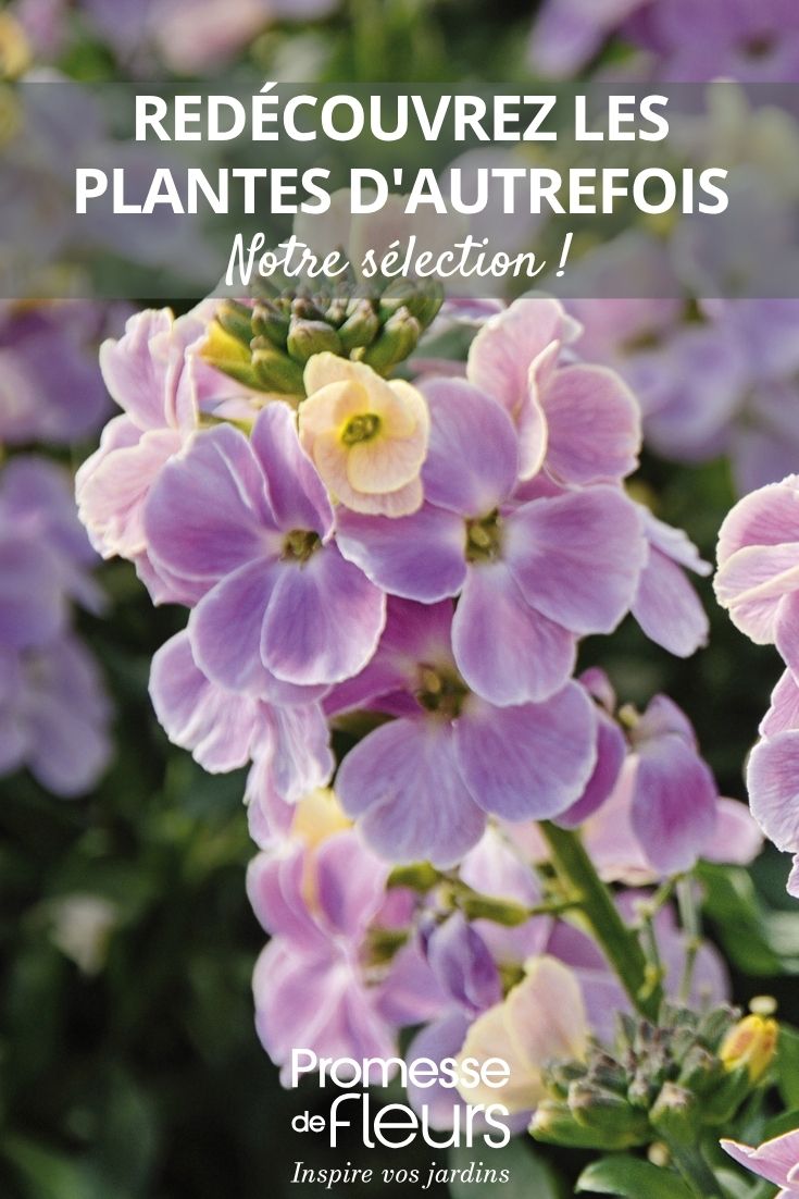 flores de eríssimo