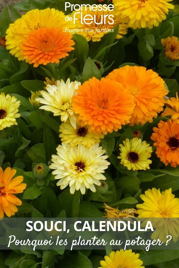 flores de calêndula