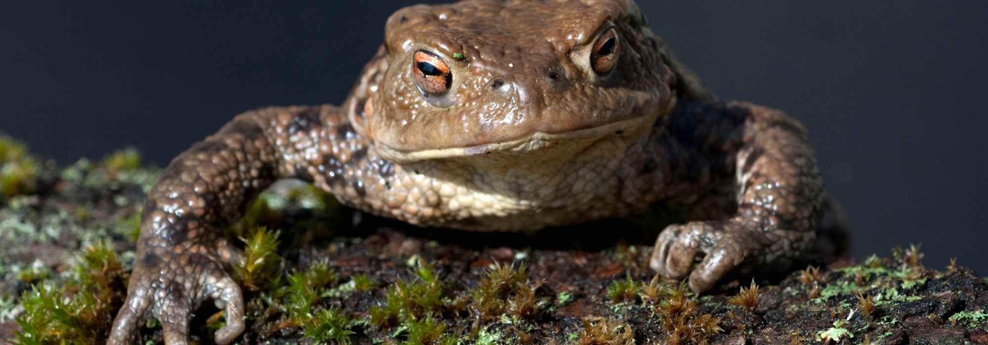 Como ajudar as rãs e os sapos a passar o inverno?