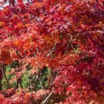 Que bordos-do-Japão toleram o sol?