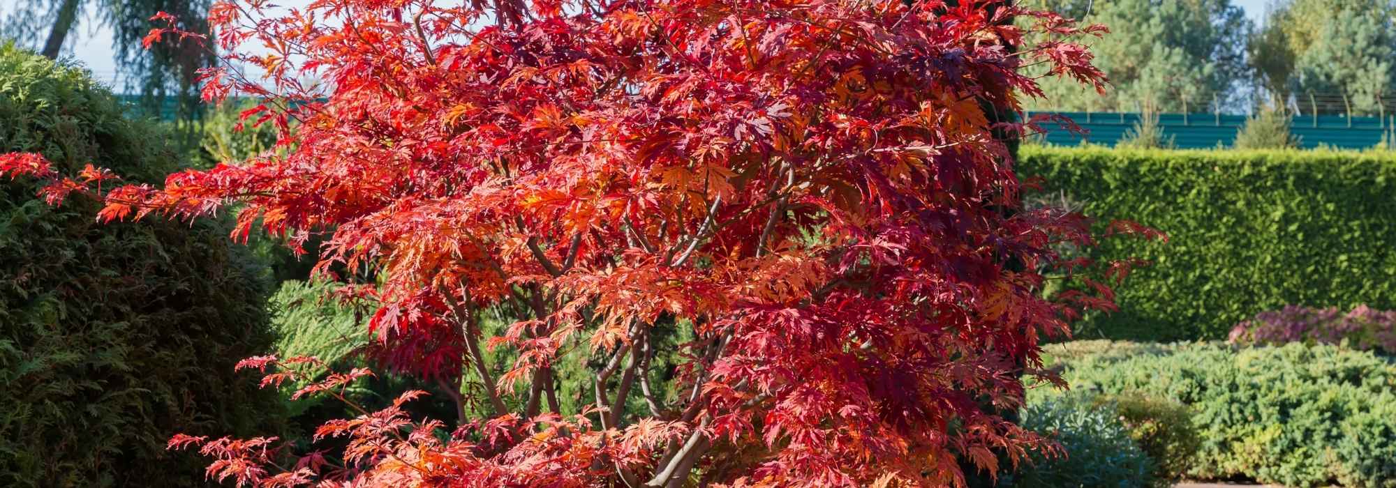 Que bordos-do-Japão toleram o sol?