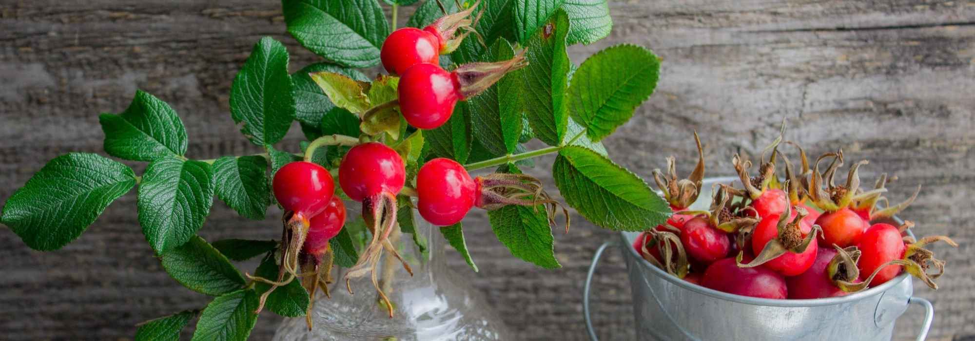 Cinorródios: múltiplas utilizações, da mesa ao jardim