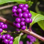 Que calicarpa escolher para o jardim?