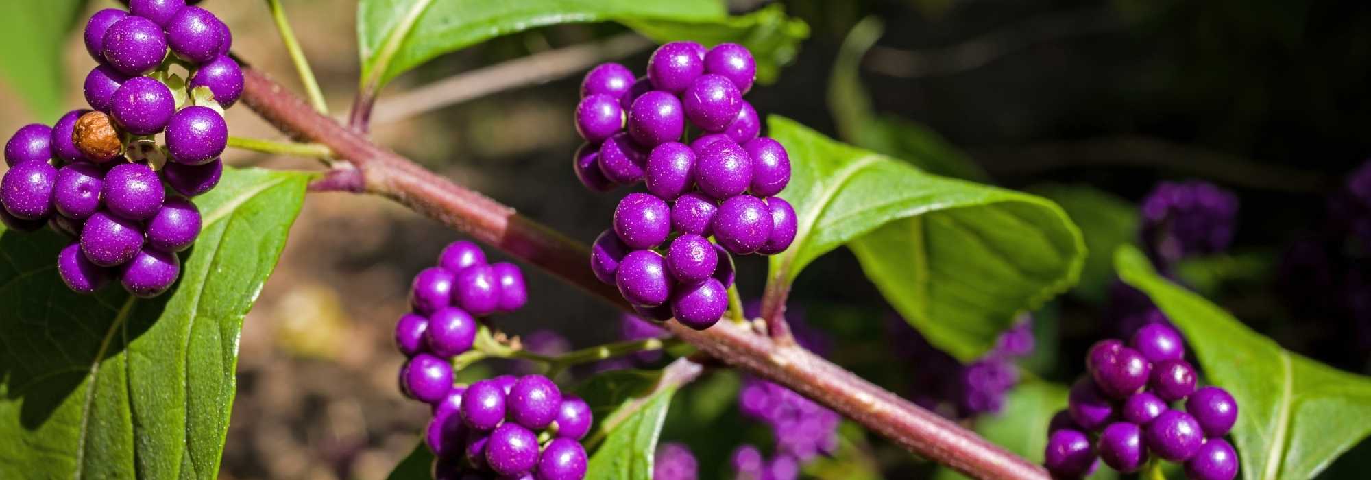 Que calicarpa escolher para o jardim?
