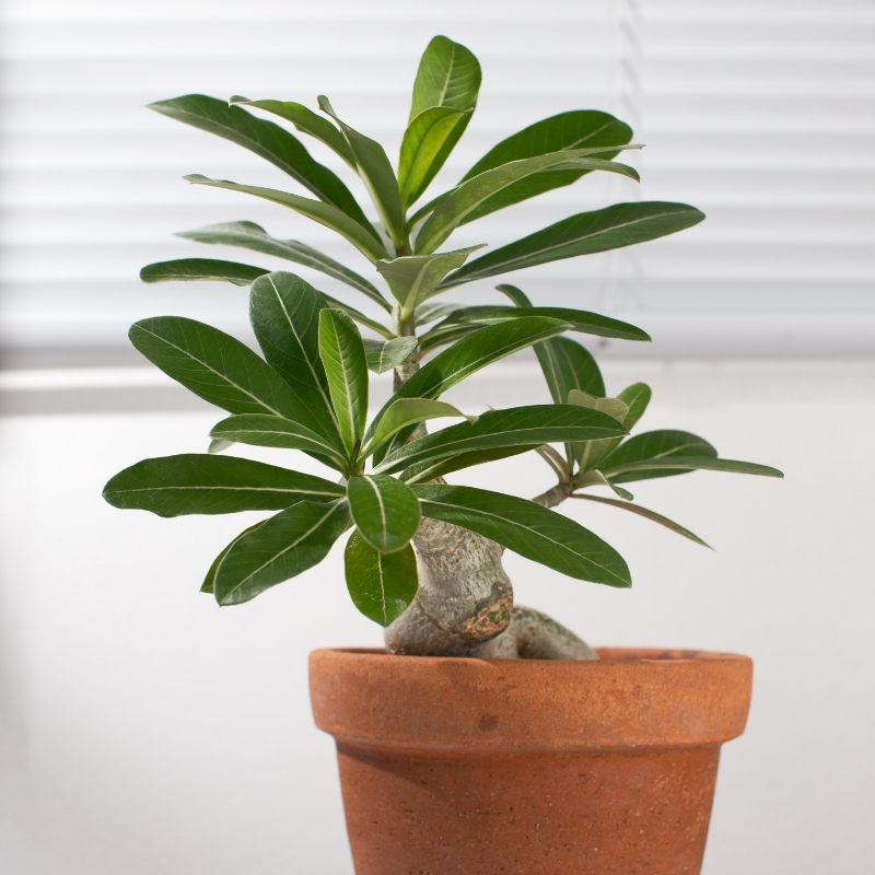 Adenium - Rosa do deserto