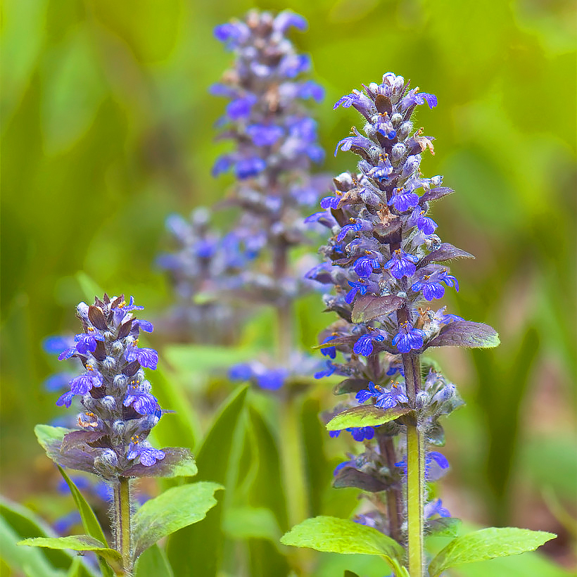 Ajuga or Bugula