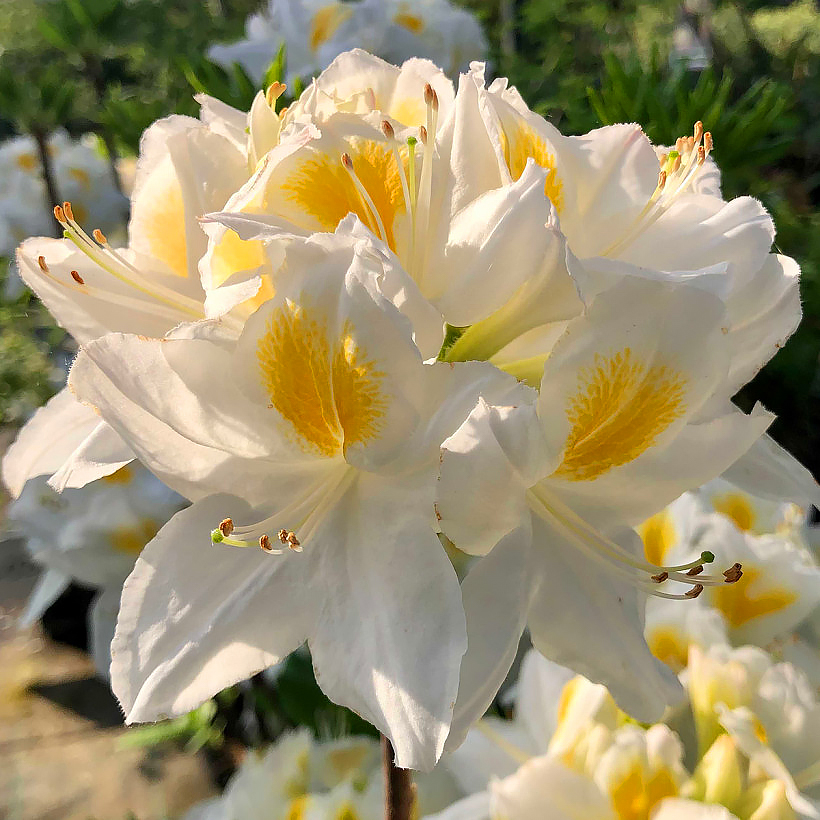 arbustos de solo ácido