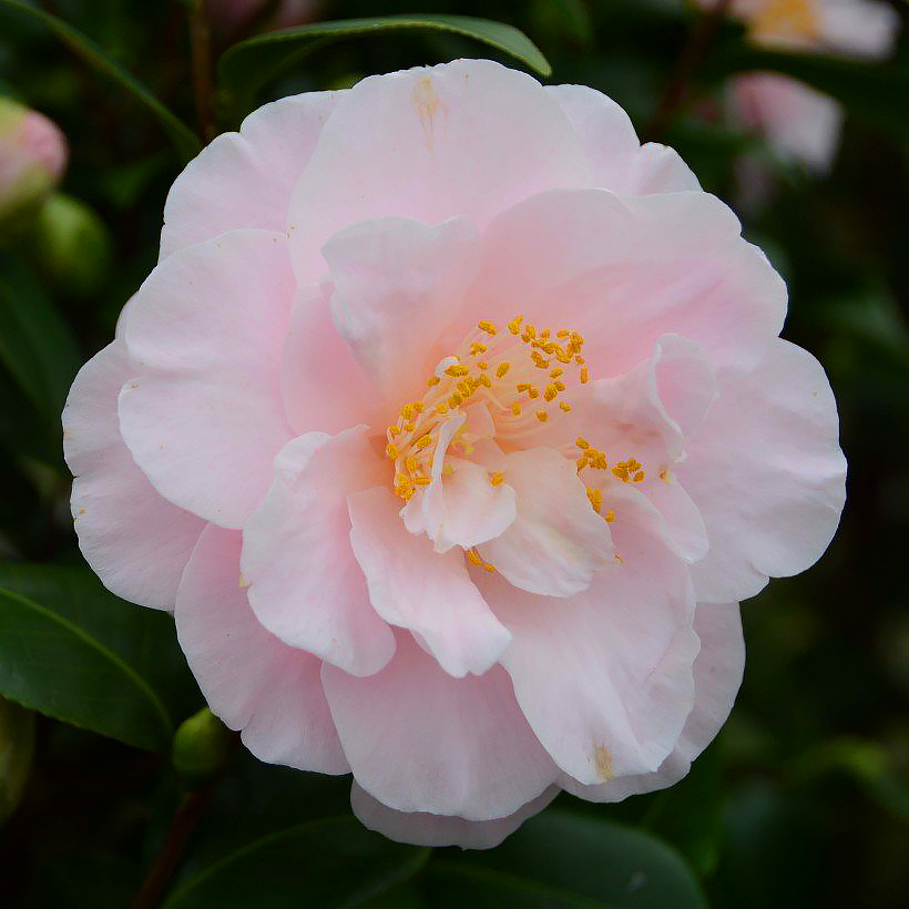 Arbustos para climas oceânicos e costeiros