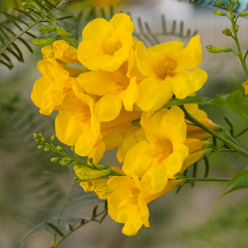 Arbustos exóticos de flores amarelas e laranja