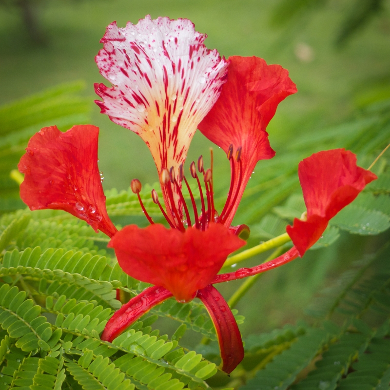 Arbustos Exóticos de Flores Vermelhas