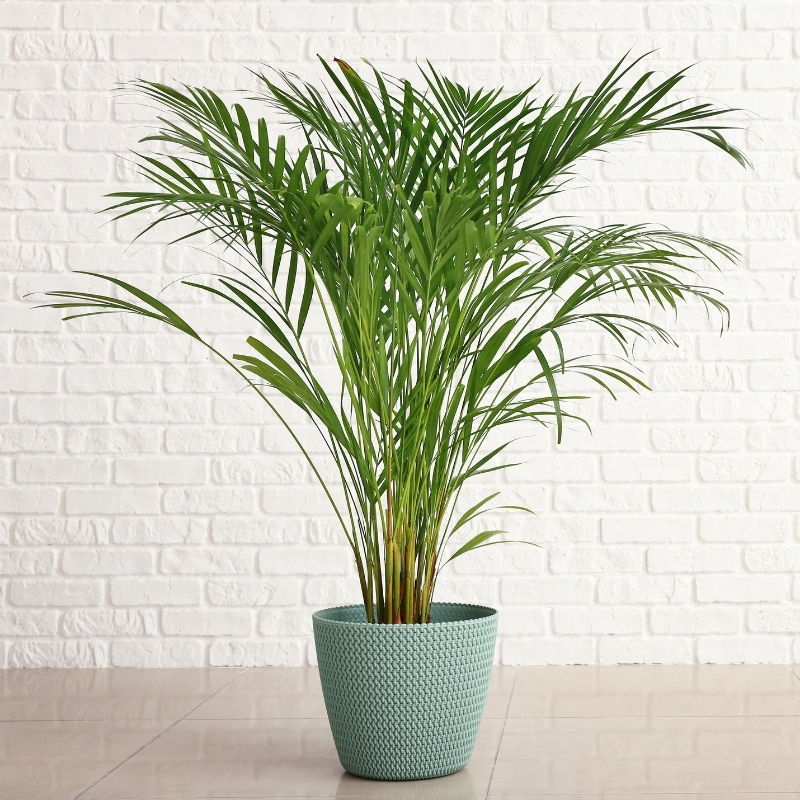Areca - Palmeira