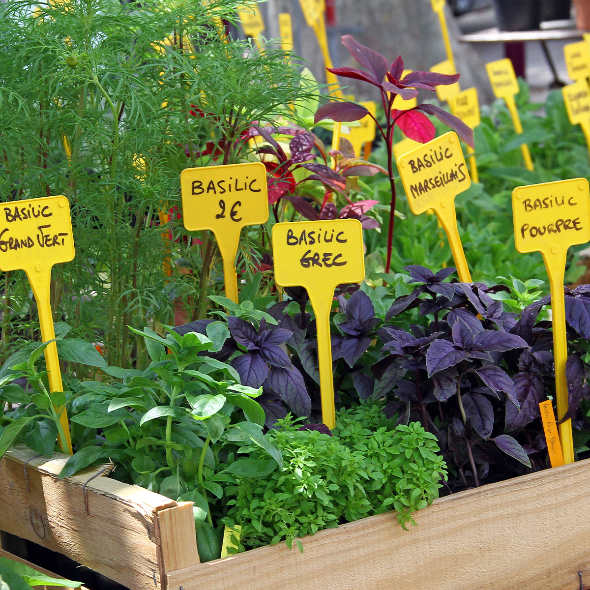 Plantas Aromáticas de A a Z