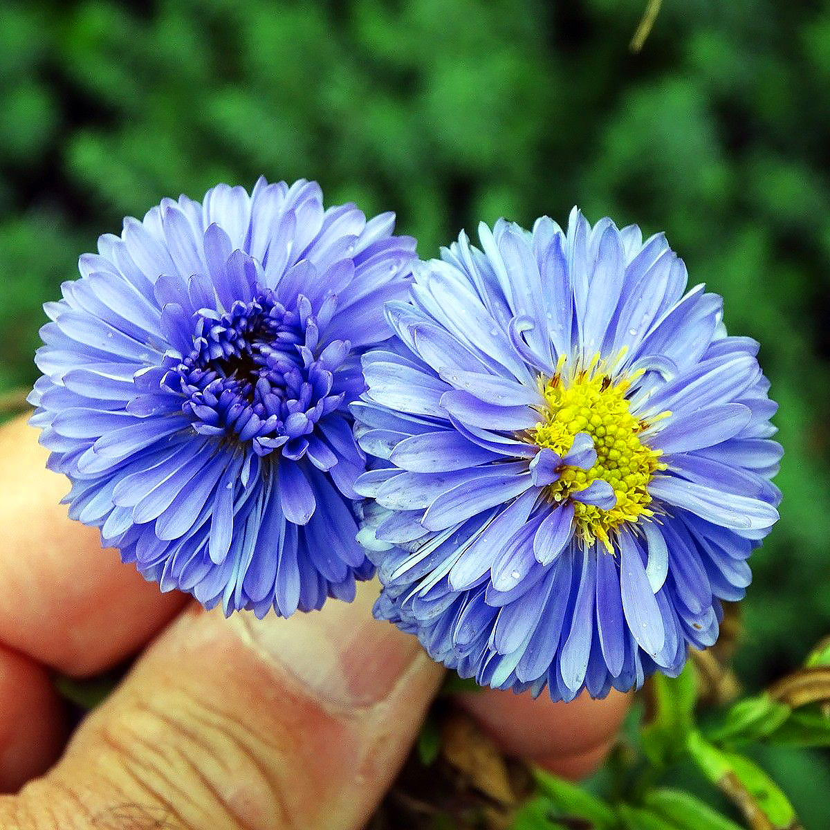 Asters de flores azuis