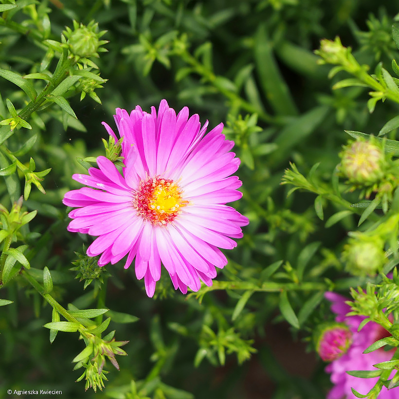 Asters de flores cor-de-rosa