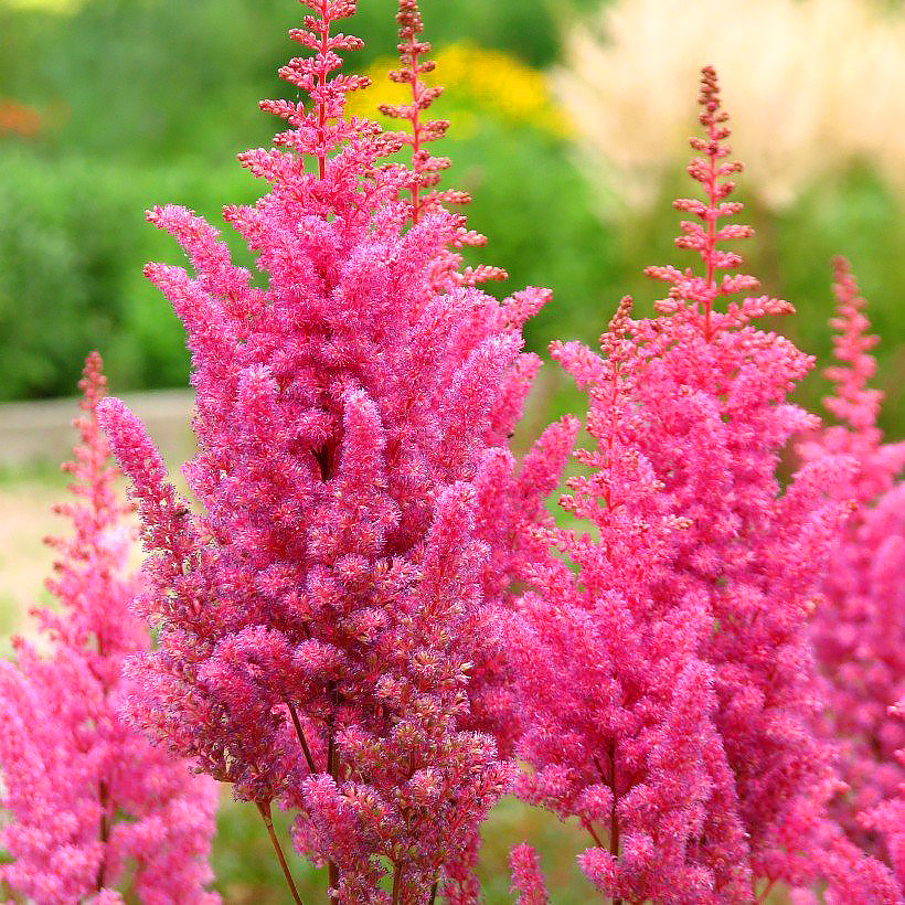 Astilbes de flores cor-de-rosa