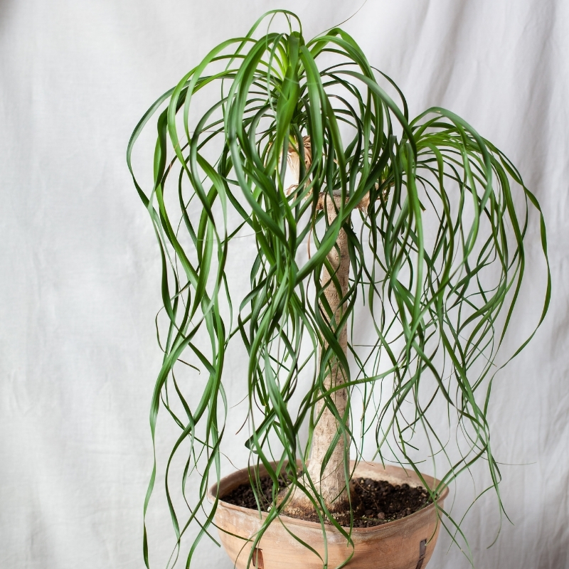 Beaucarnea - Pé de elefante