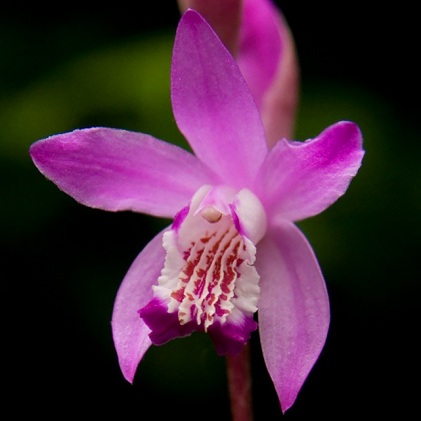 Bletilla - Orquídea jasmim