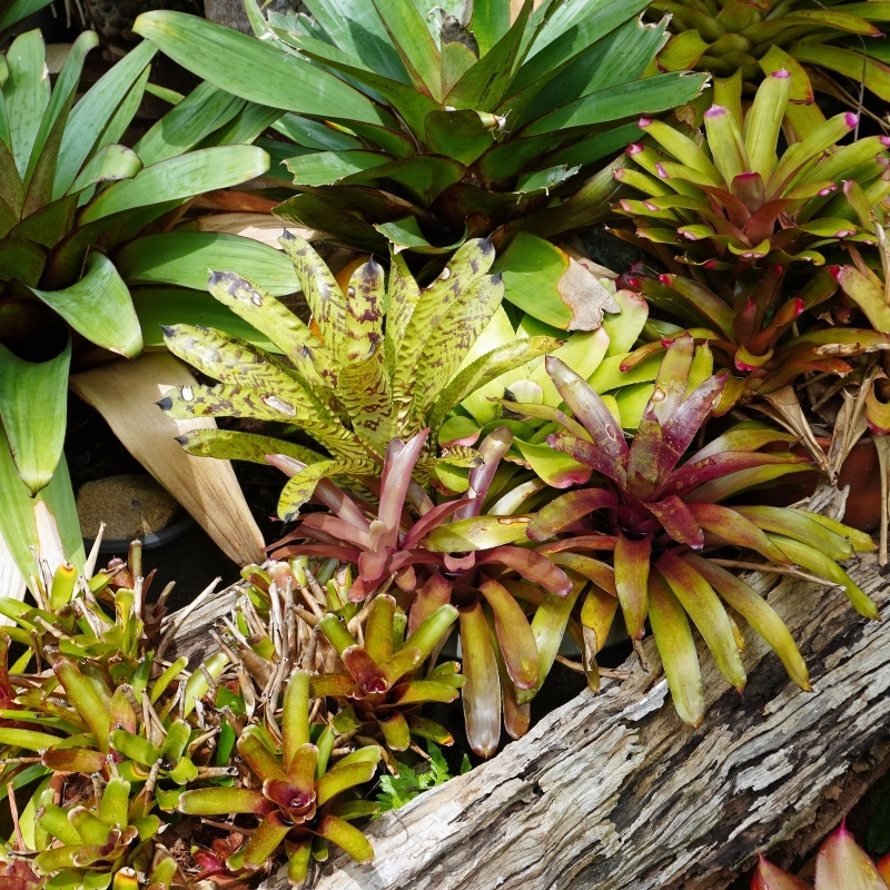 Bromélias de interior