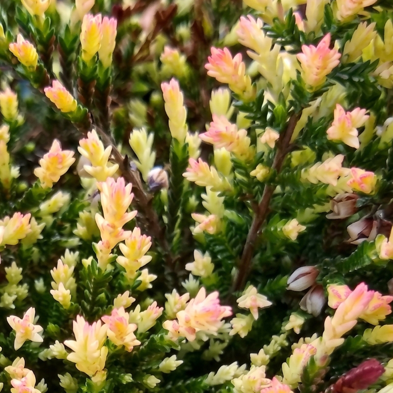 Urzes de folhagem variegada