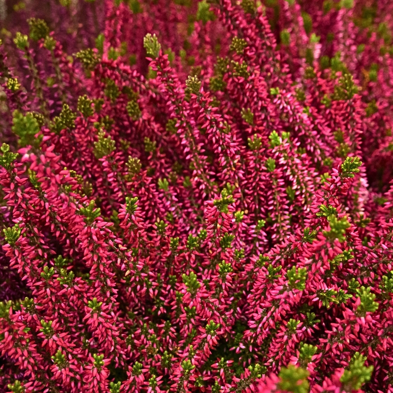 Urzes de flores vermelhas