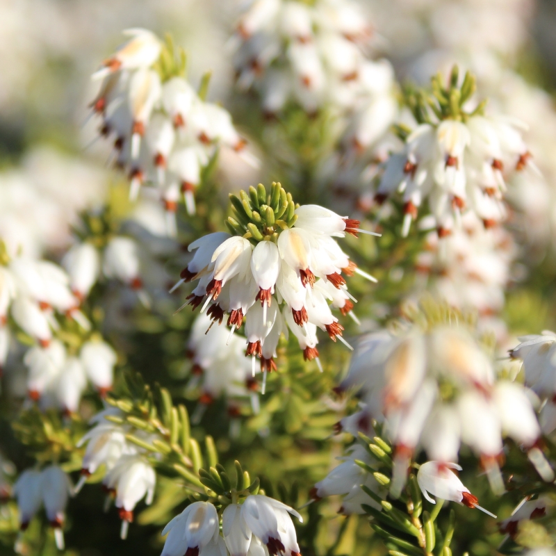 Urzes de flores brancas