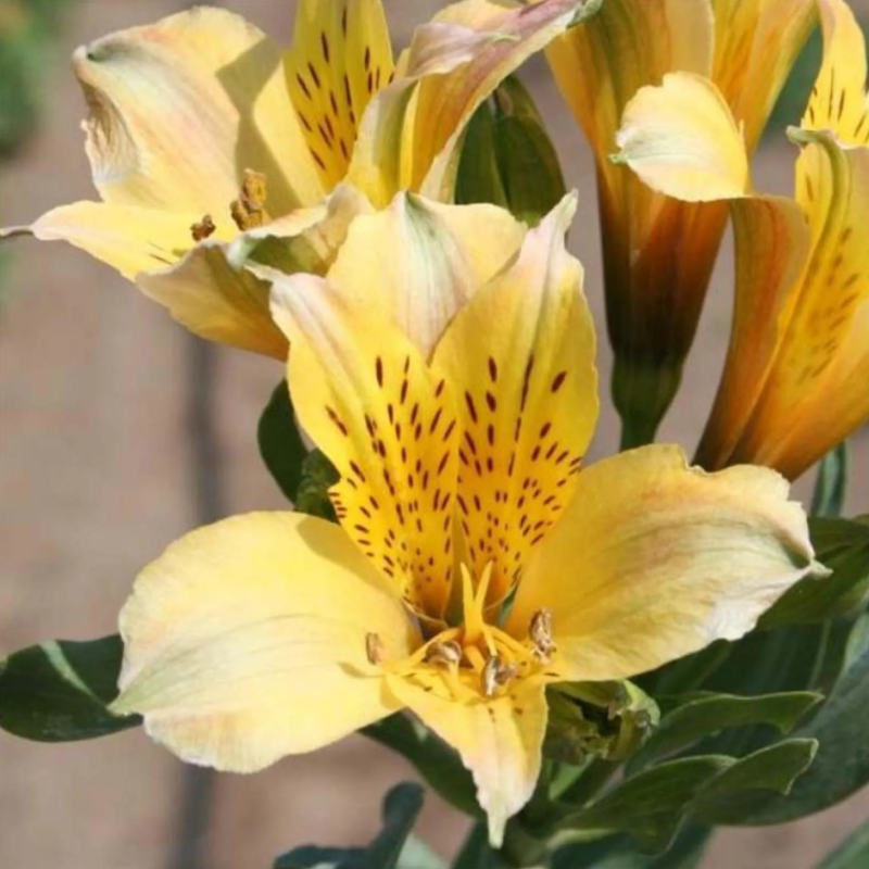 Bulbos de verão com flores amarelas