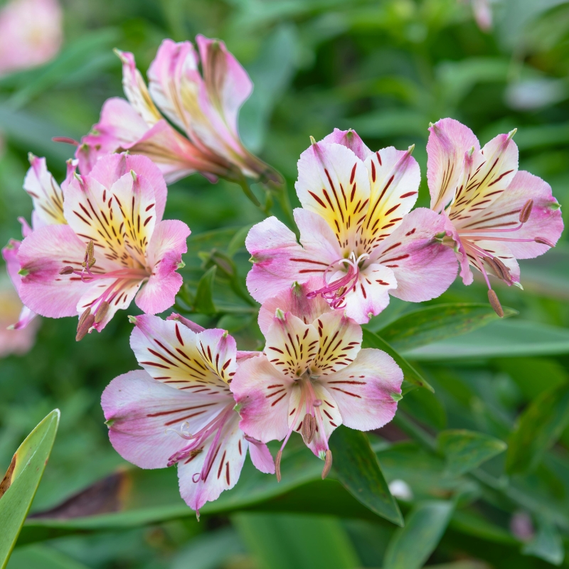 Bulbos de Verão com Flores Cor-de-Rosa