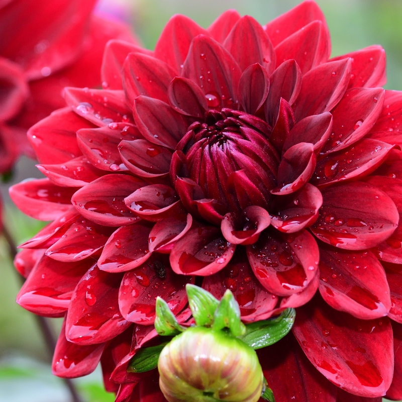 Bulbos de Verão com Flores Vermelhas