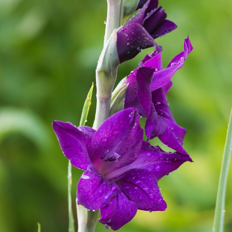 Bulbos de Verão com Flores Violetas, Malvas ou Púrpuras