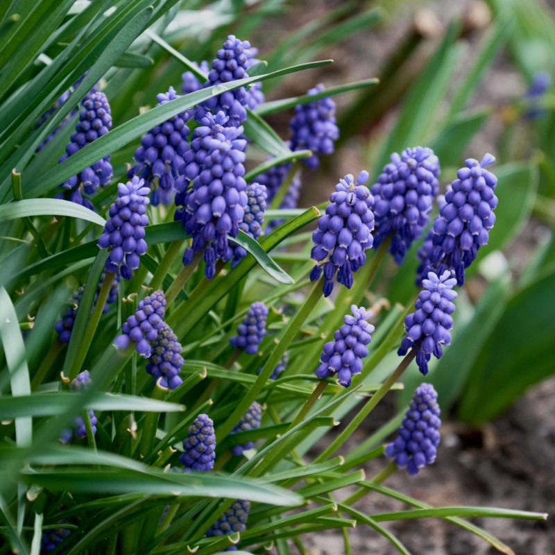 Bolbos de primavera com flores azuis