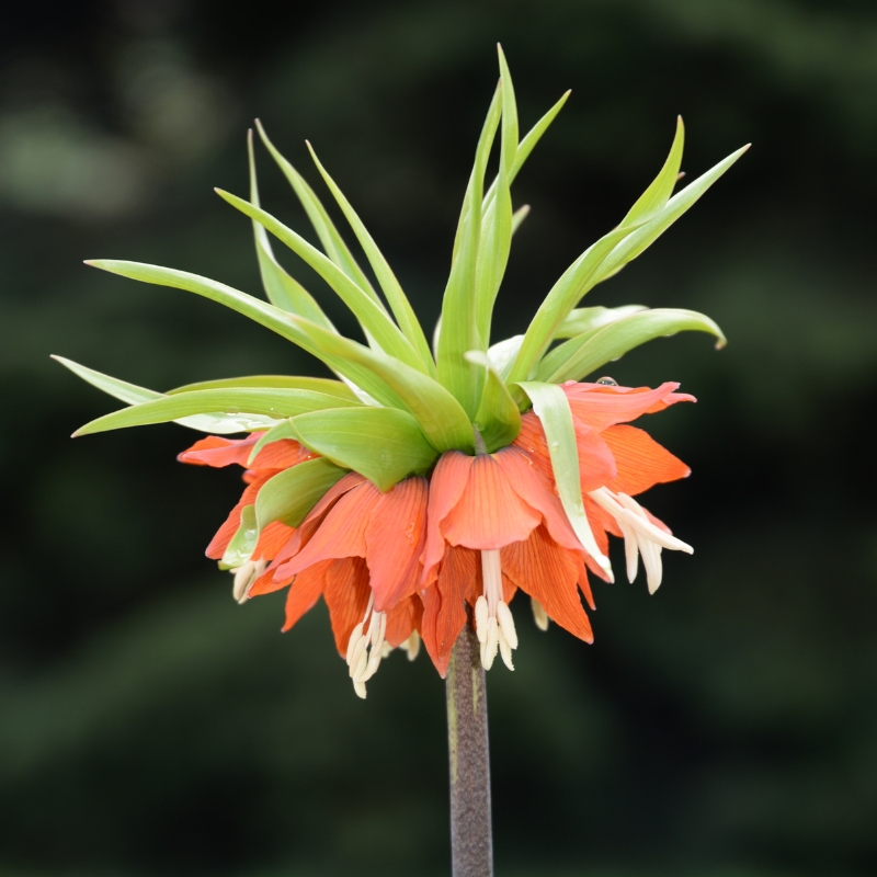 Bolbos de primavera com flores laranja