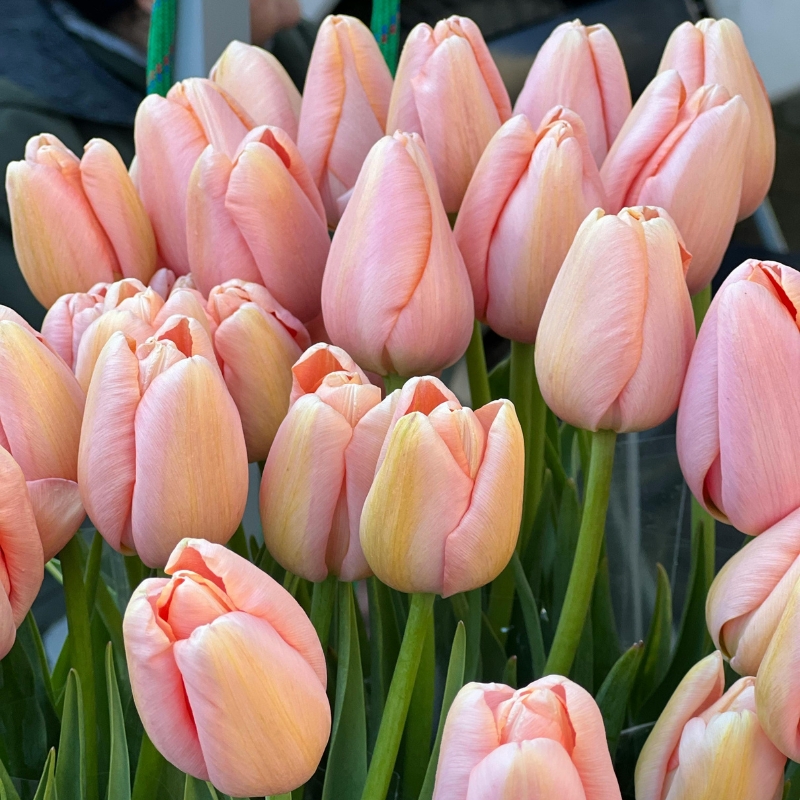 Bolbos de primavera com flores rosas