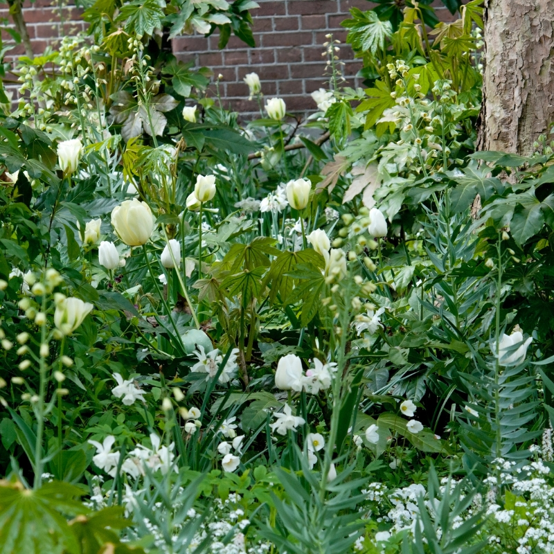Bulbos de flores brancas
