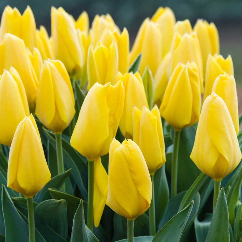Bulbos de flores amarelas