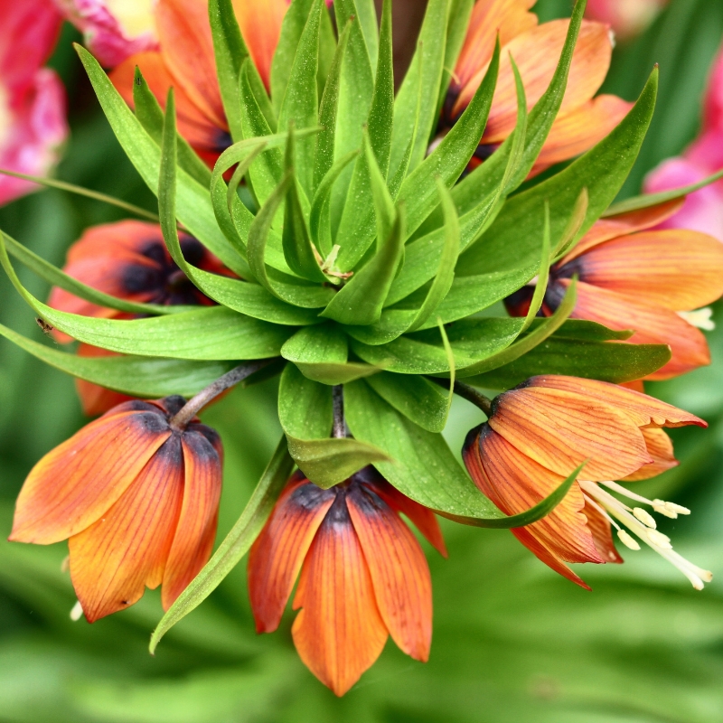 Bulbos de flores laranja