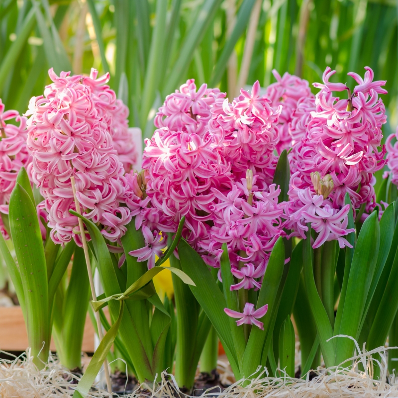 Bulbos de flores cor-de-rosa