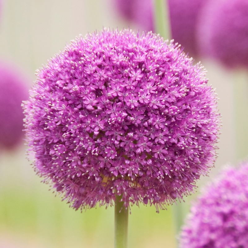 Bulbos de flores violetas, malvas ou púrpuras