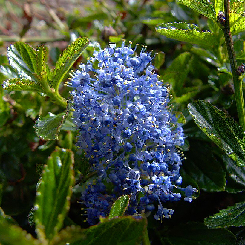 Ceanothus - Lirio da California