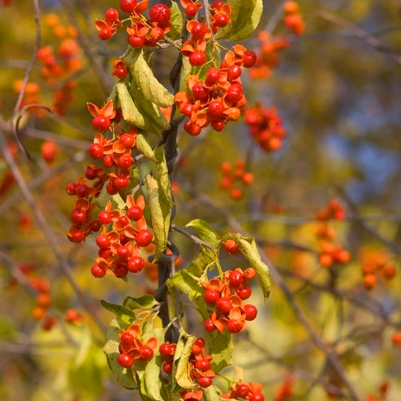 Celastrus - Carrasco das árvores