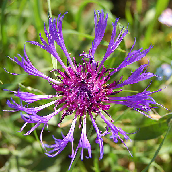 Centaurea -  Flor de Ciano