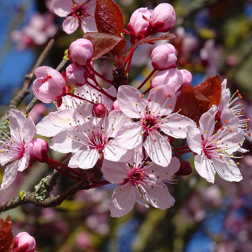 Cerejeiras em flor - Prunus