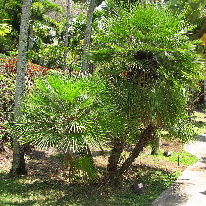 Palmeira-anã europeia