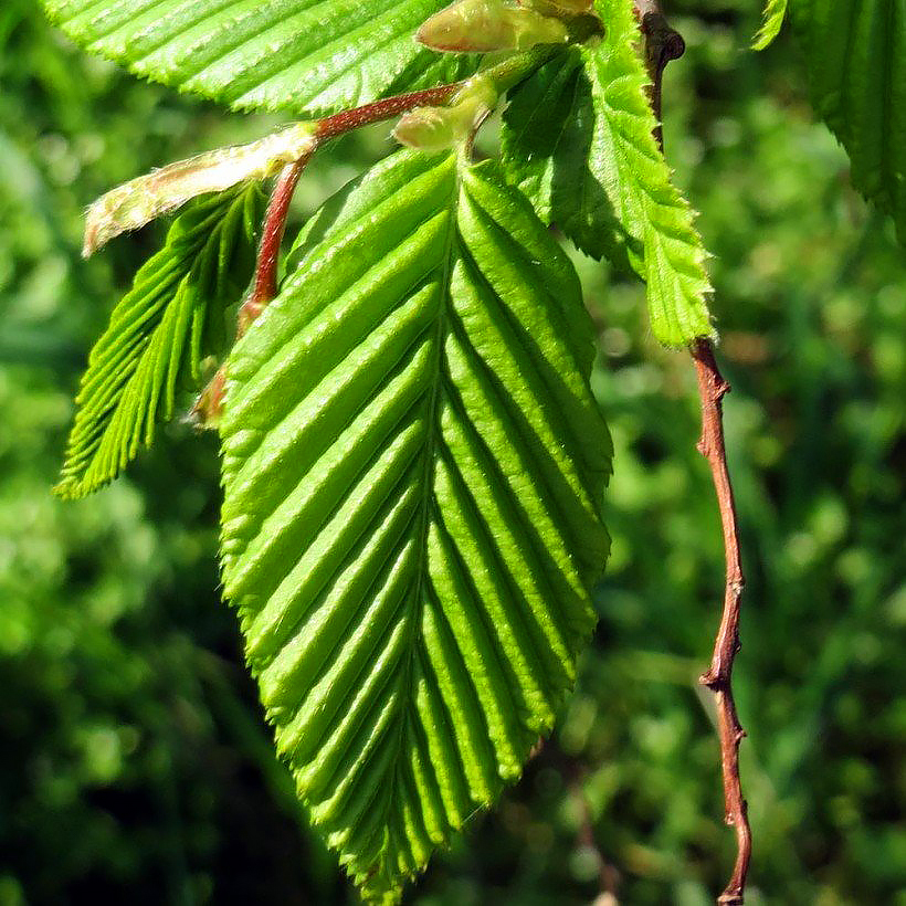 Carpinus